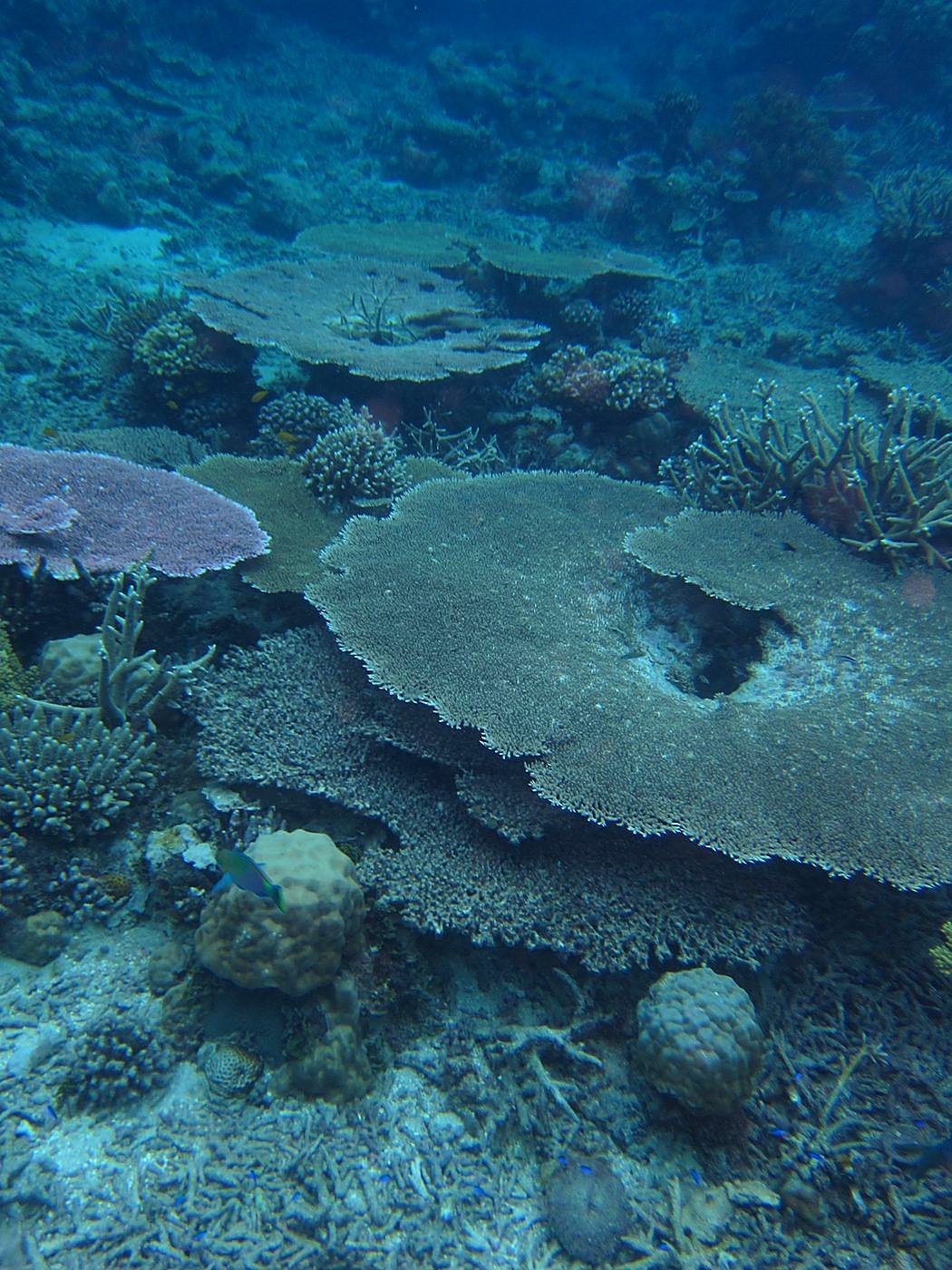 The Corner Reef 31