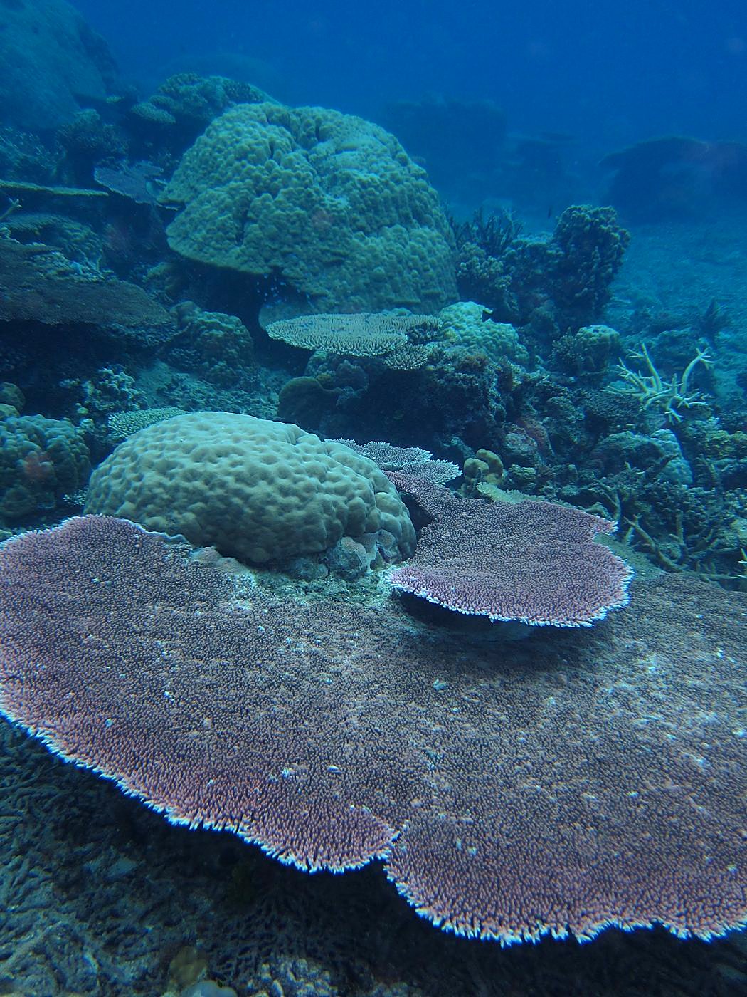 The Corner Reef 32