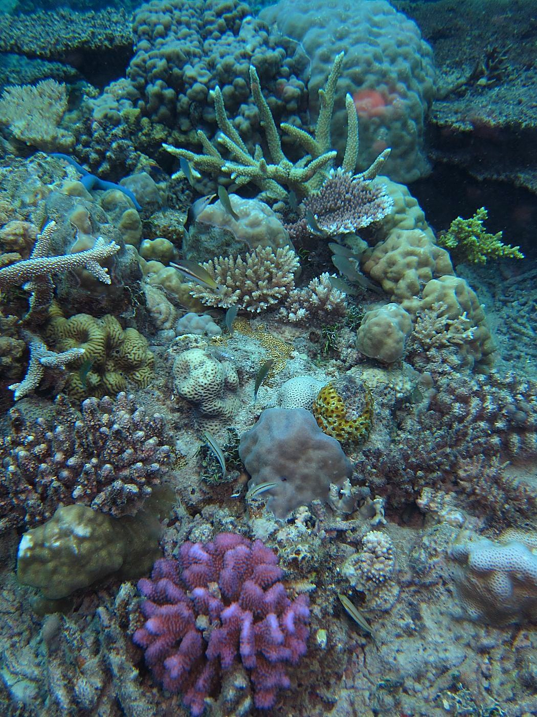 The Corner Reef 33
