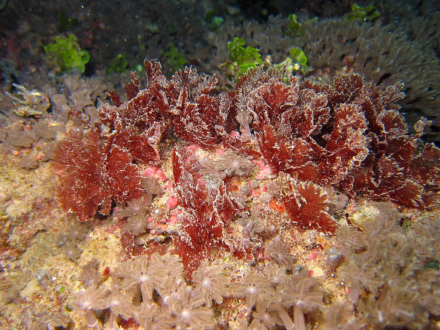 The Corner Reef 34