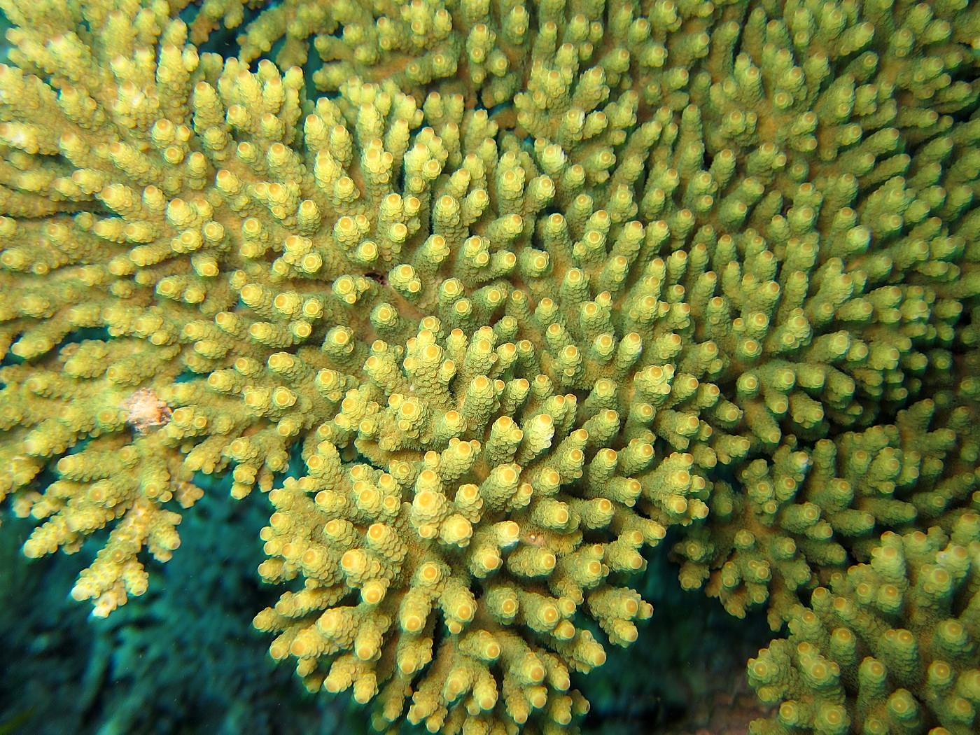The Corner Reef 35