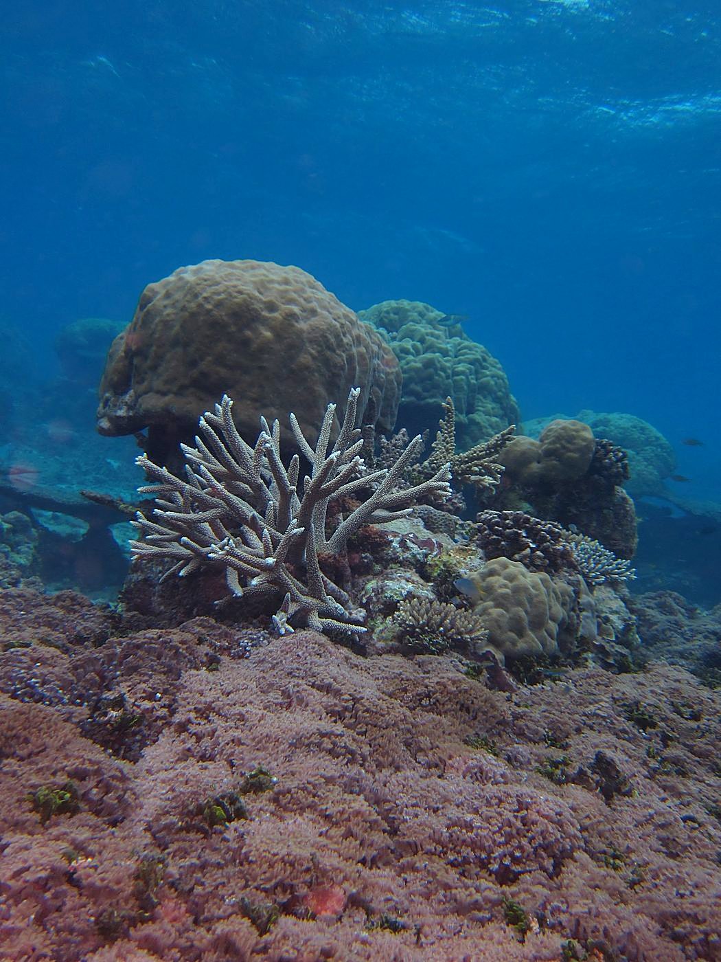 The Corner Reef 36