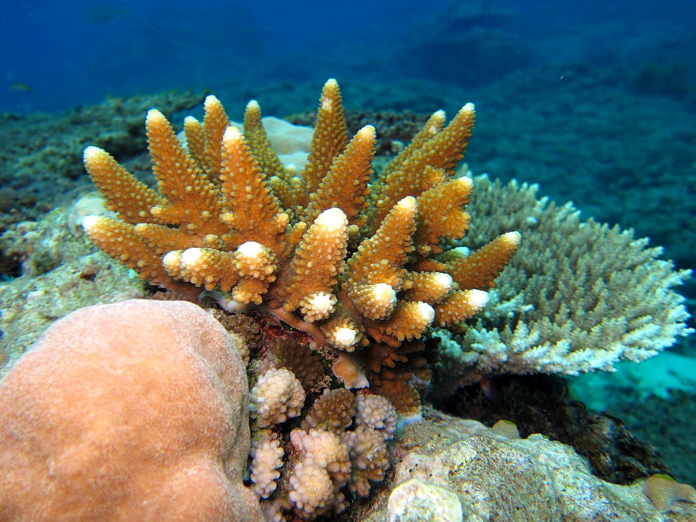 The Corner Reef 37