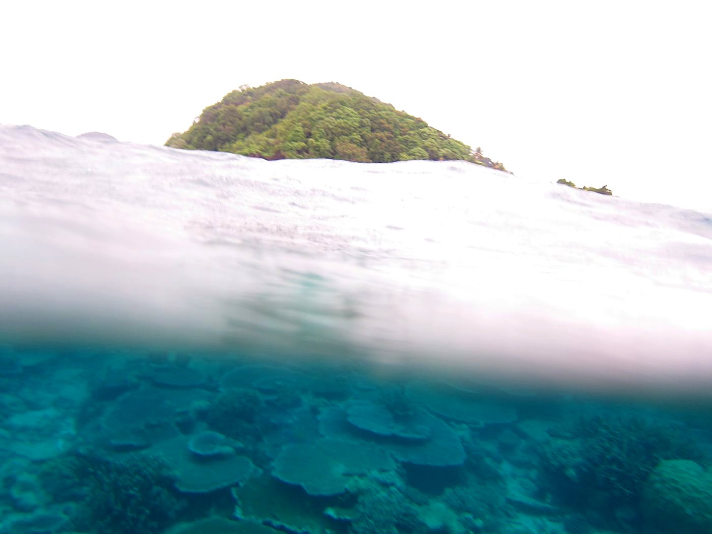 The Corner Reef 38