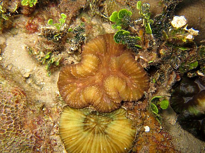 The Corner Reef