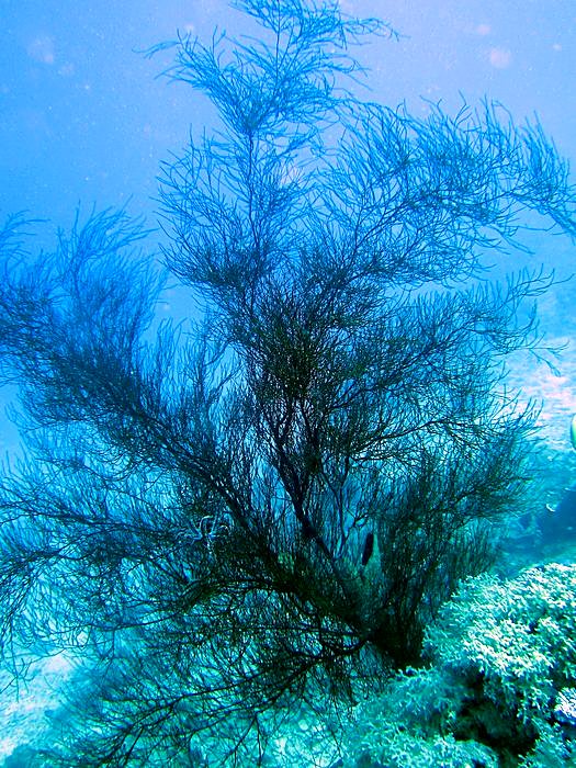 The lagoon entrance channel, Bawah