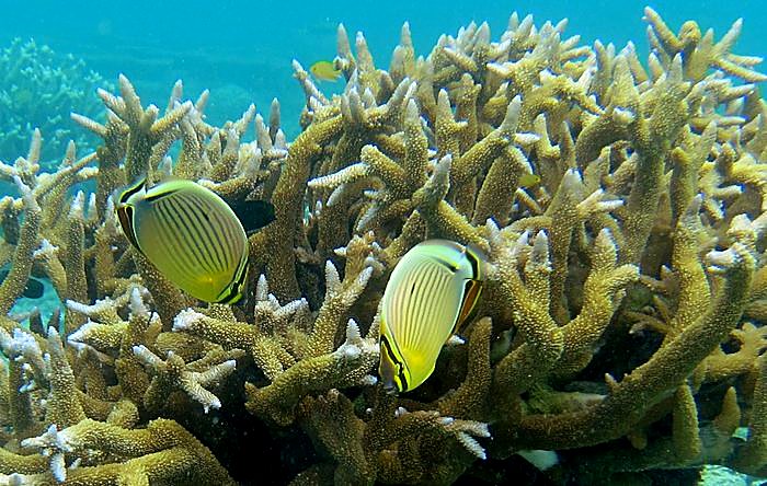 Butterflyfish, Bawah reef