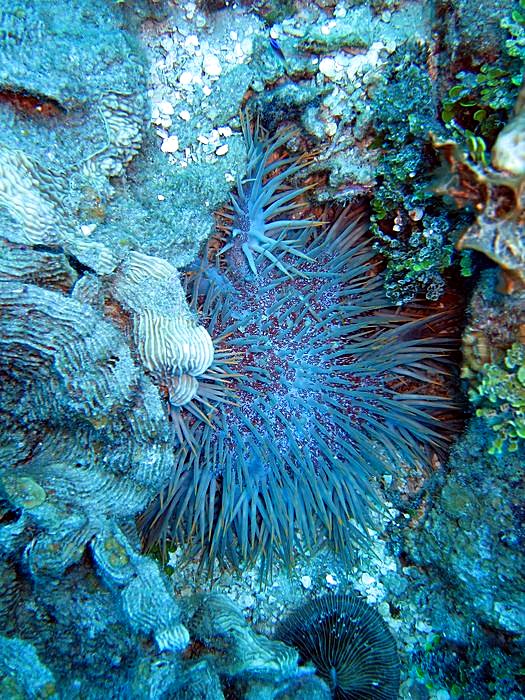 Outer Reef, West Side