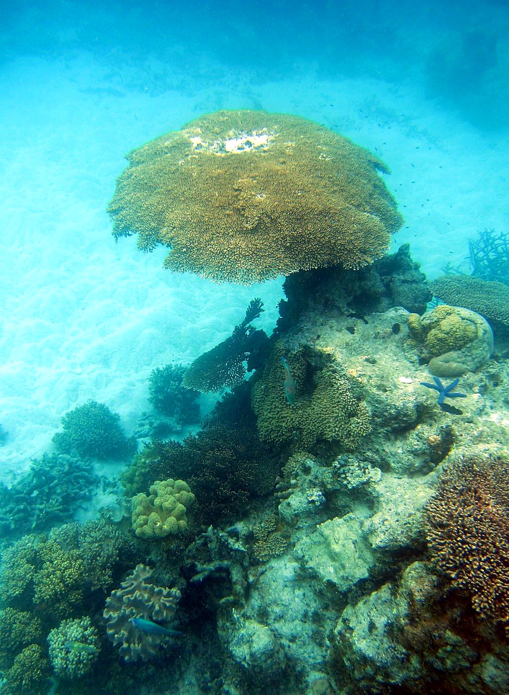Inside the Barrier Reef 1