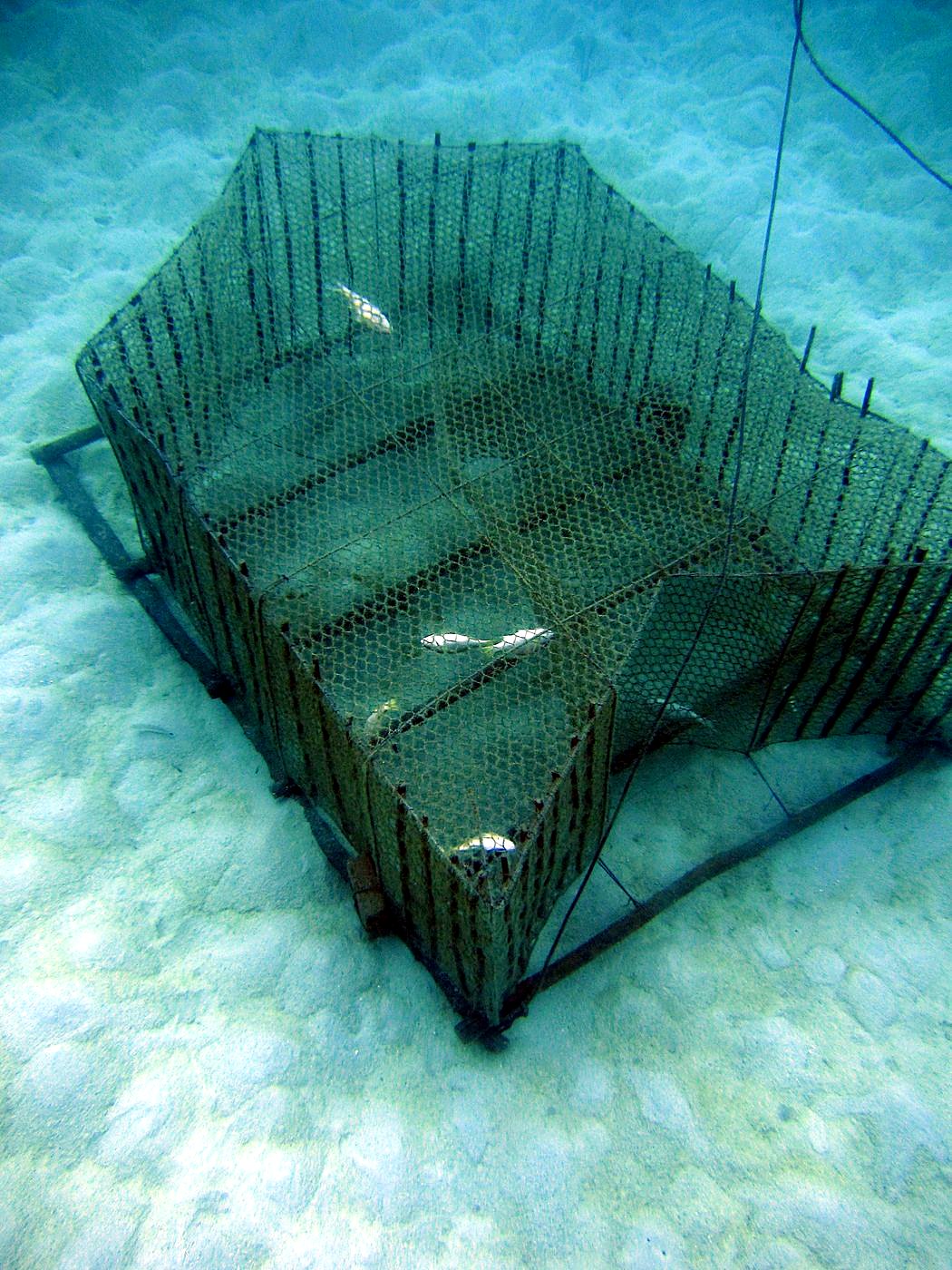 Inside the Barrier Reef 3