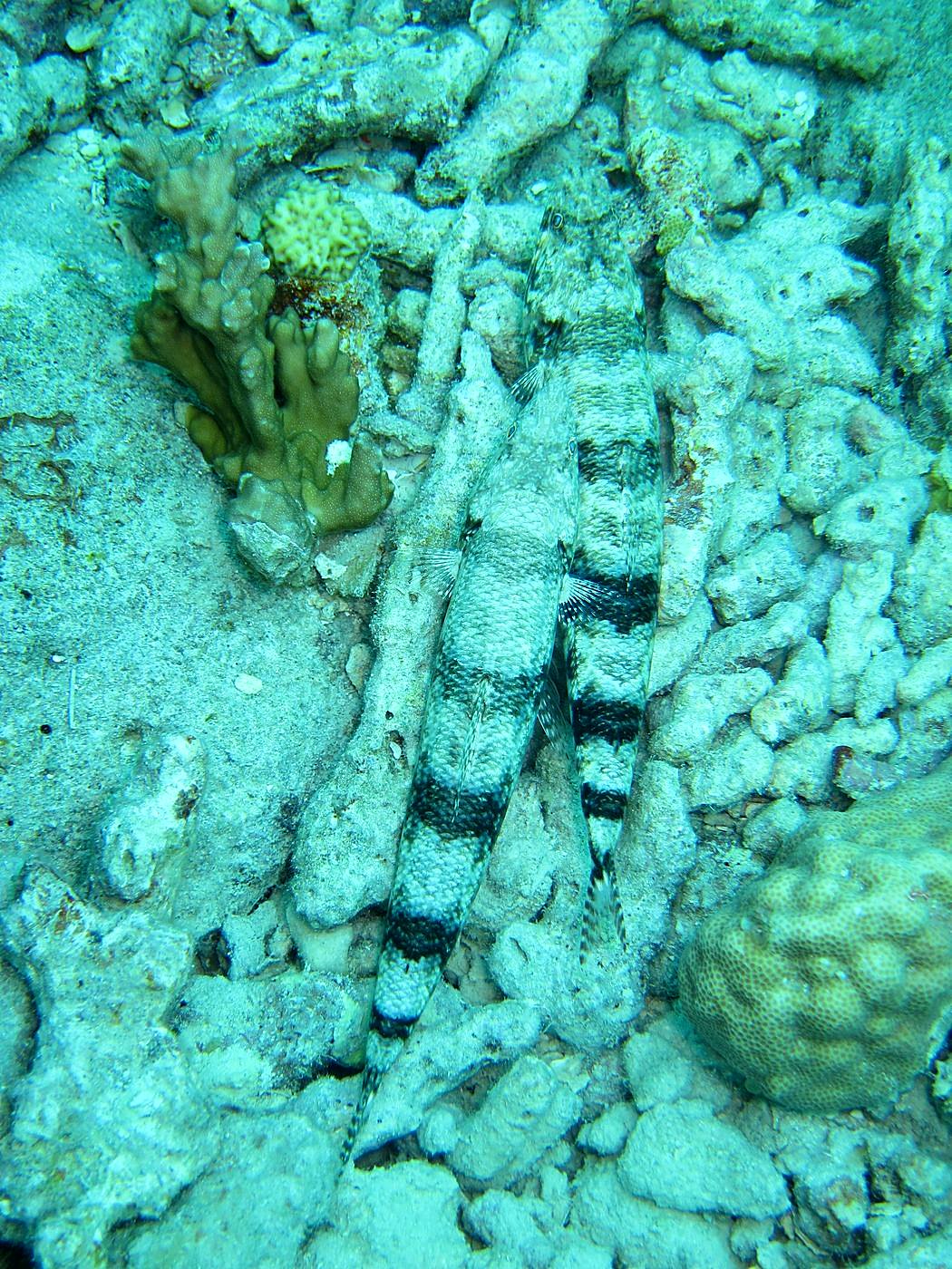 Inside the Barrier Reef 4