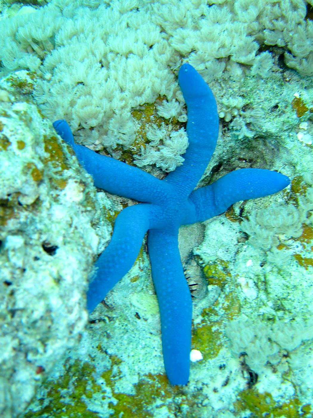 Inside the Barrier Reef 5