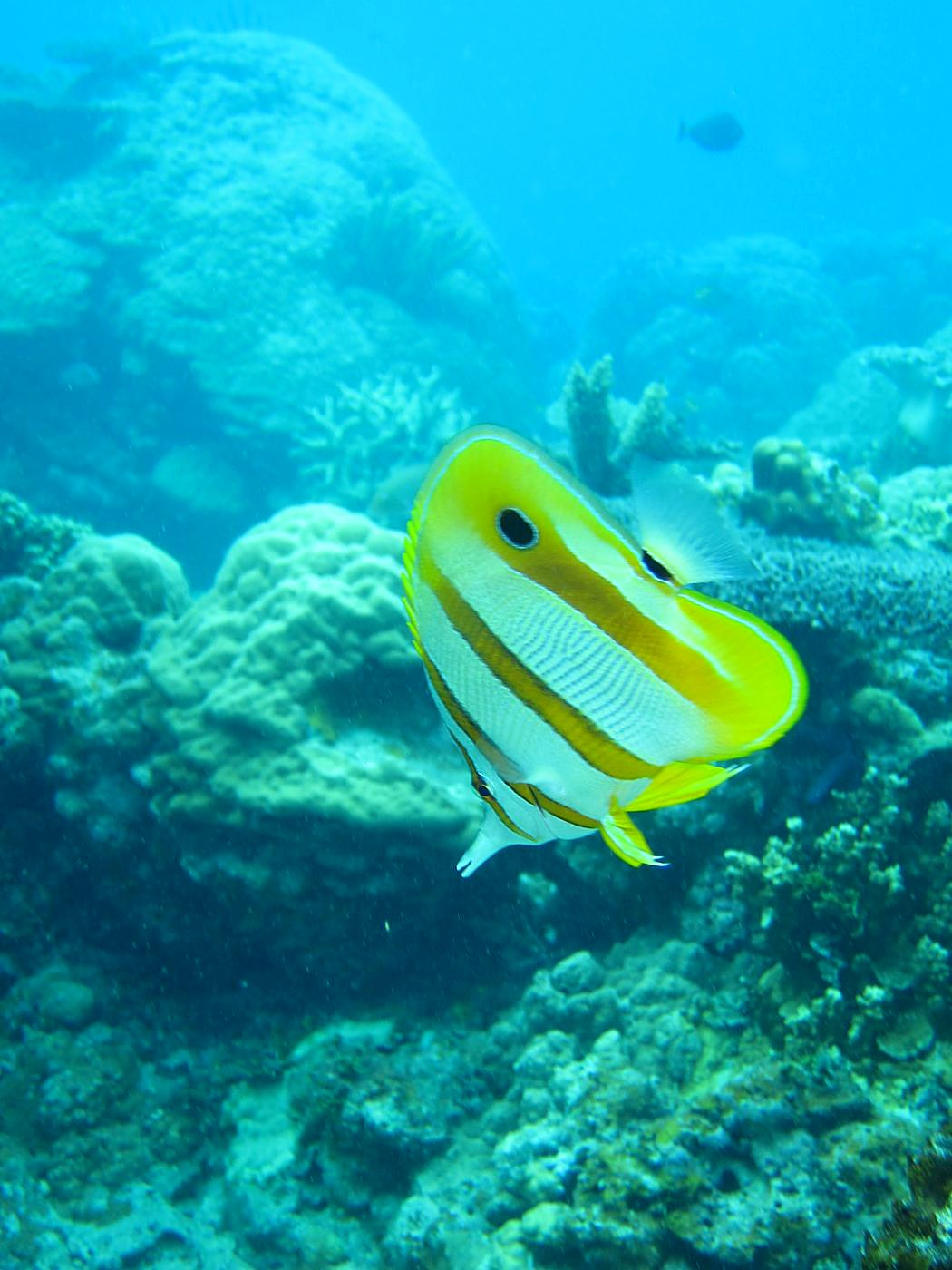 Inside the Barrier Reef 6