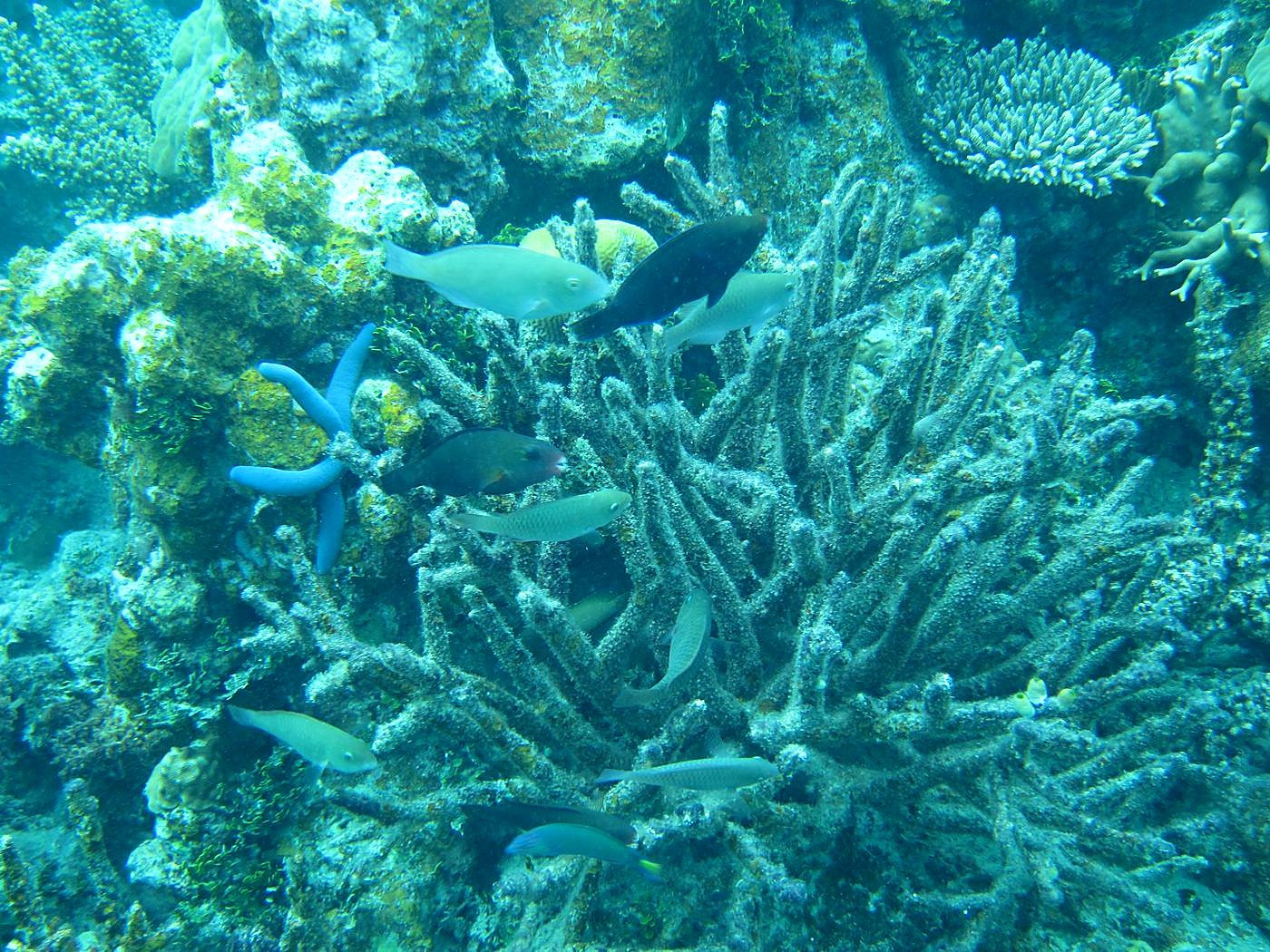 Inside the Barrier Reef 7