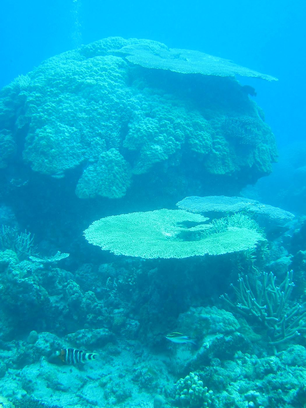 Inside the Barrier Reef 8