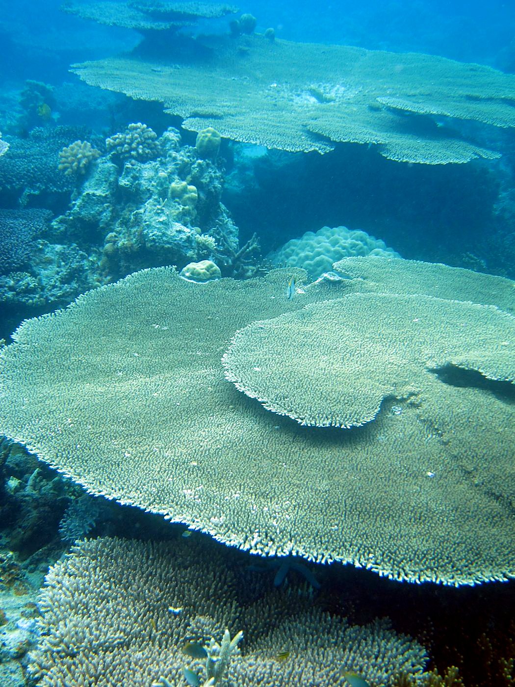 Inside the Barrier Reef 9