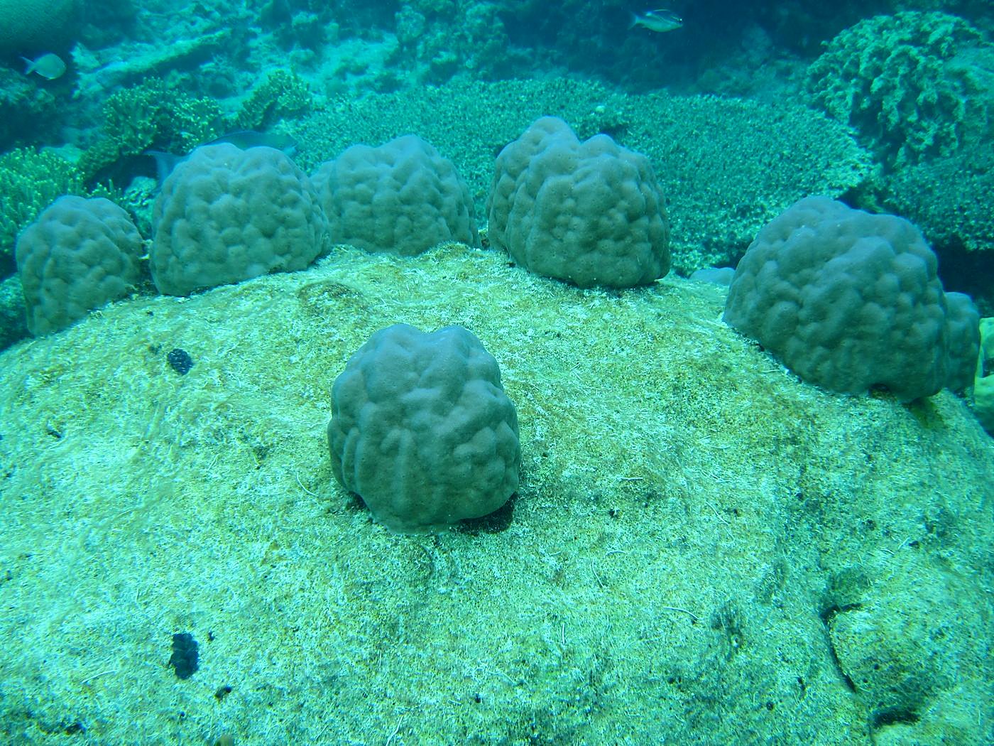 Inside the Barrier Reef 10