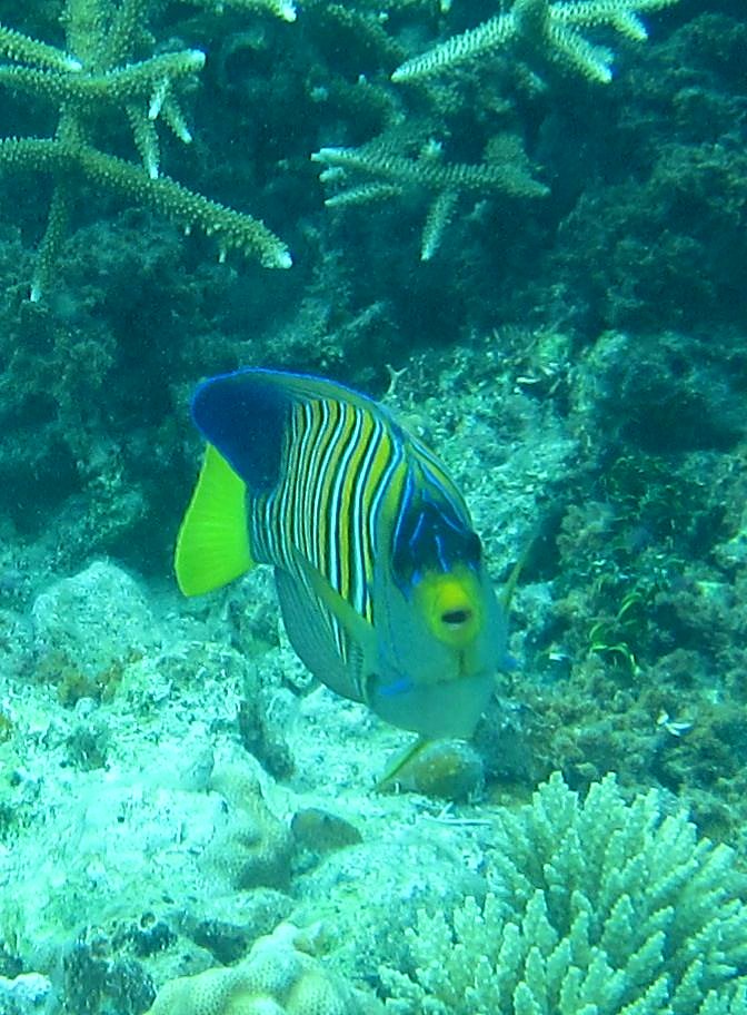 Inside the Barrier Reef 11