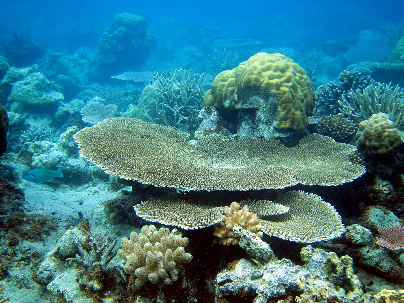 Inside the Barrier Reef 12