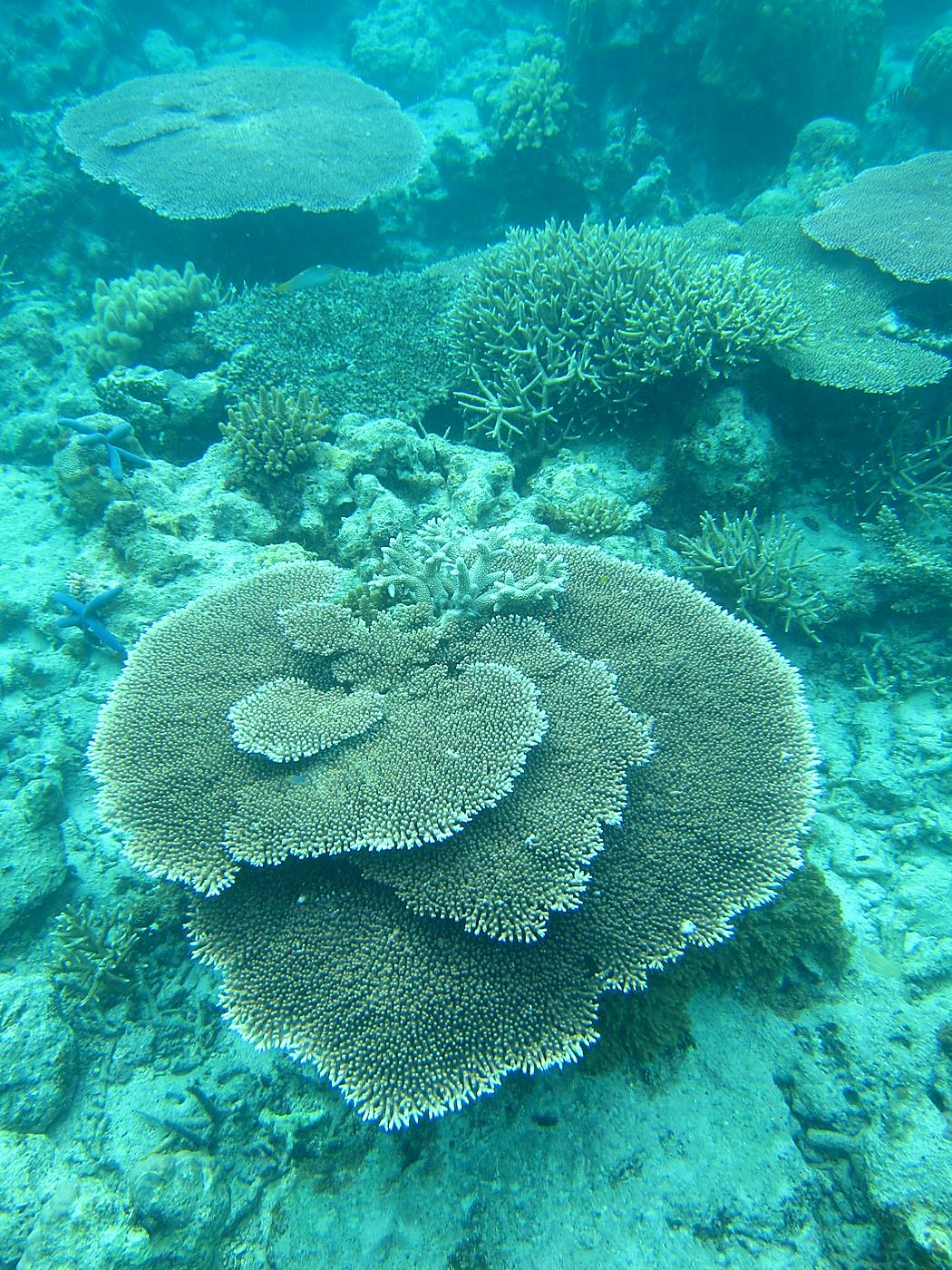 Inside the Barrier Reef 13
