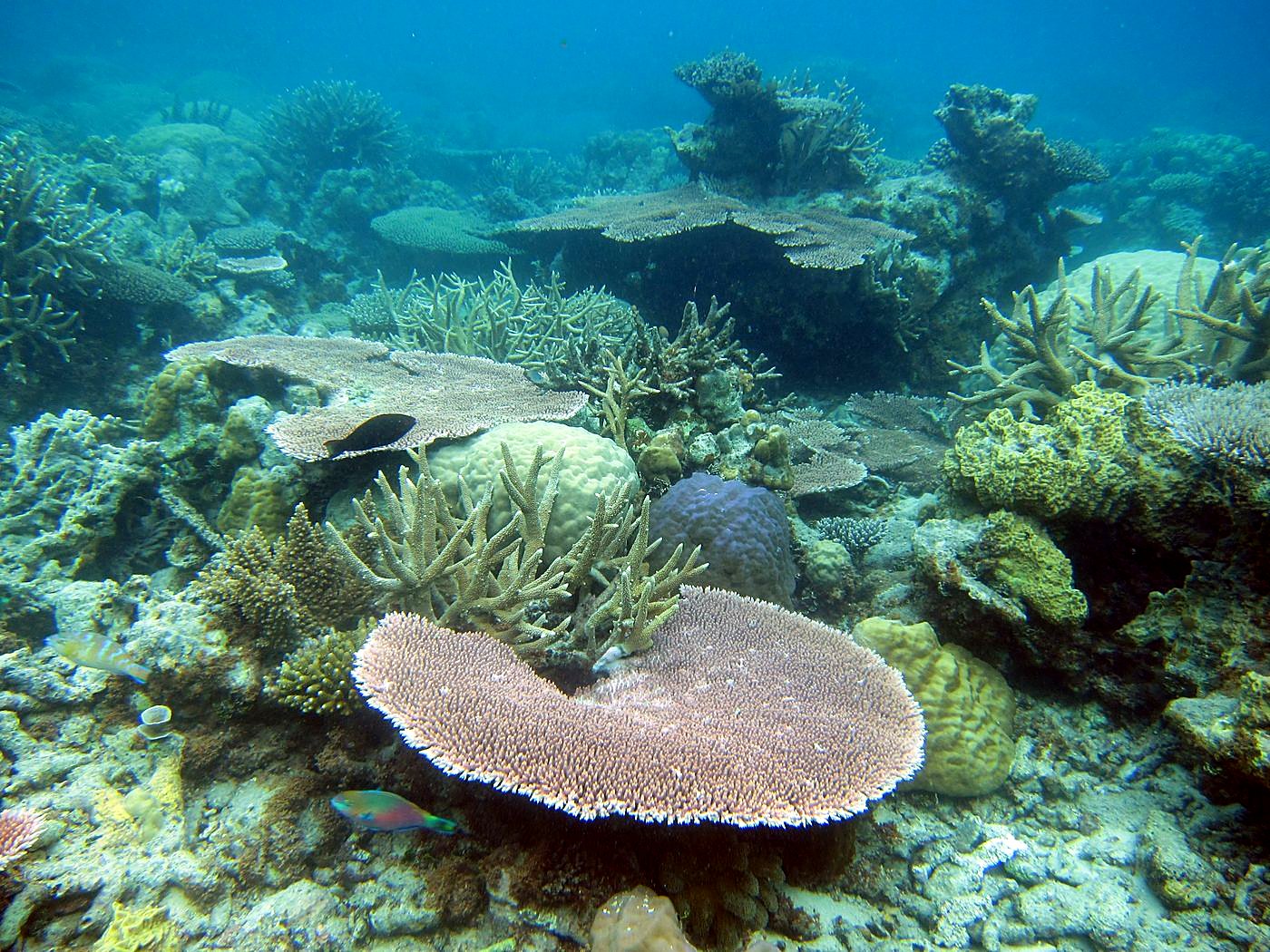 Inside the Barrier Reef 14