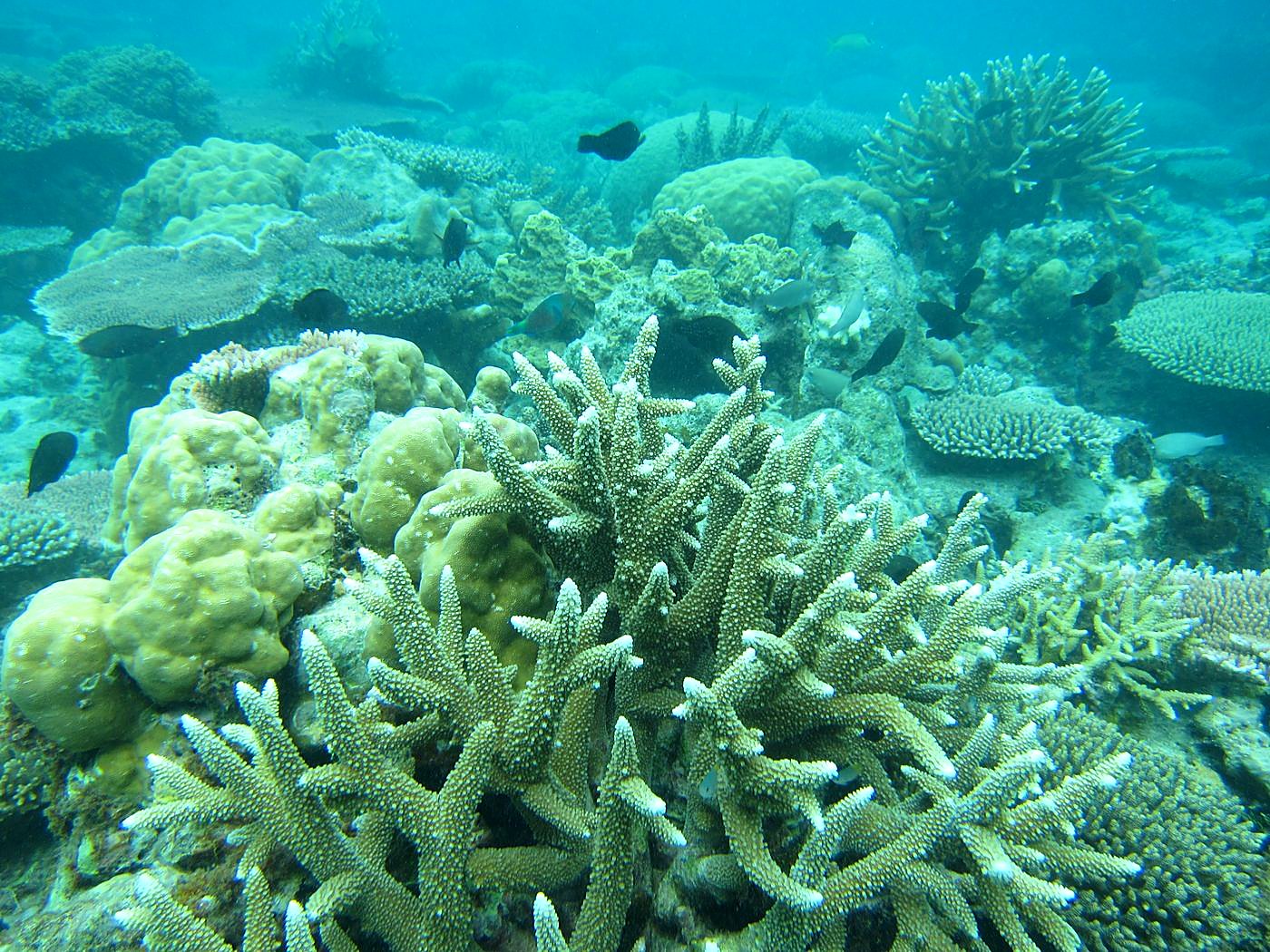 Inside the Barrier Reef 15