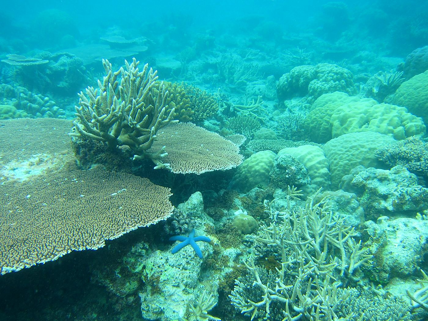 Inside the Barrier Reef 16