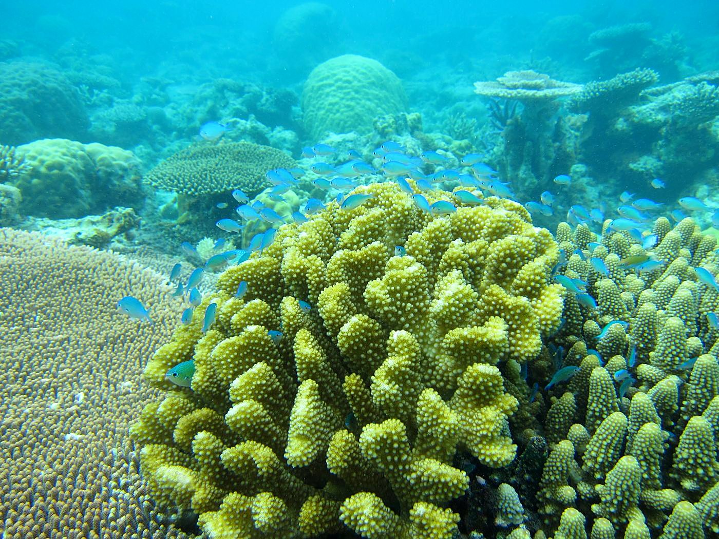 Inside the Barrier Reef 17