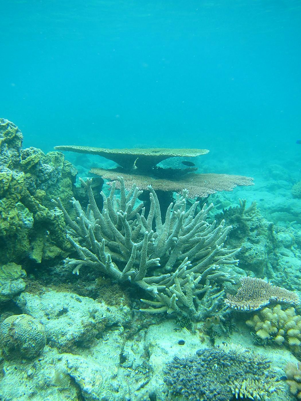 Inside the Barrier Reef 18
