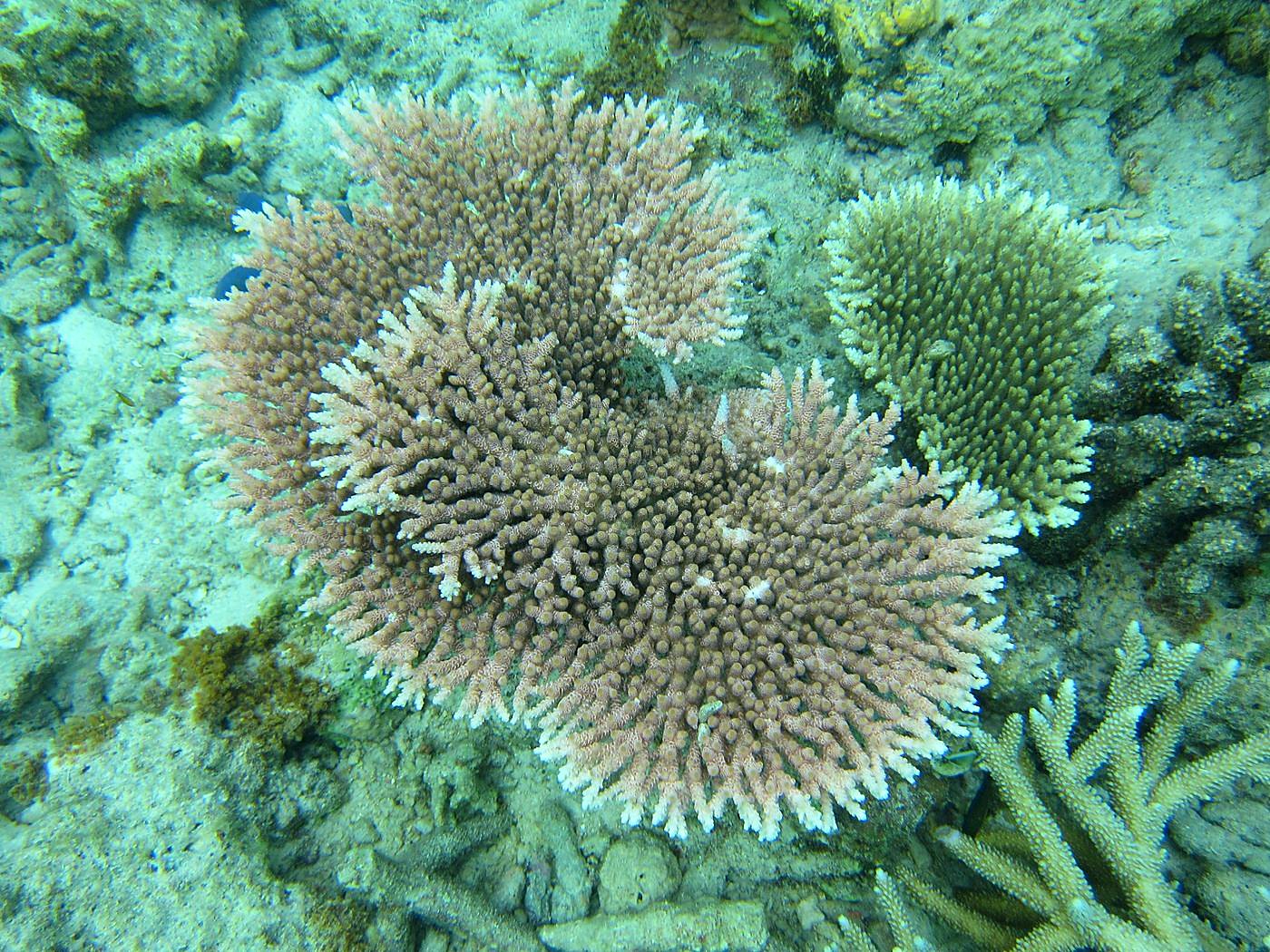 Inside the Barrier Reef 19