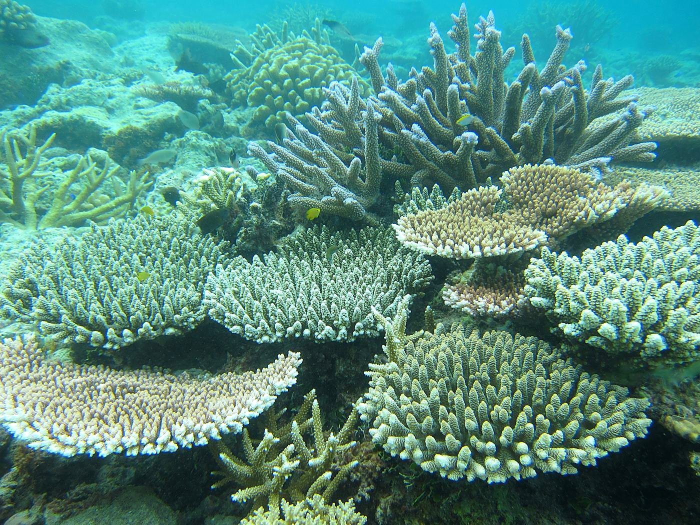 Inside the Barrier Reef 20