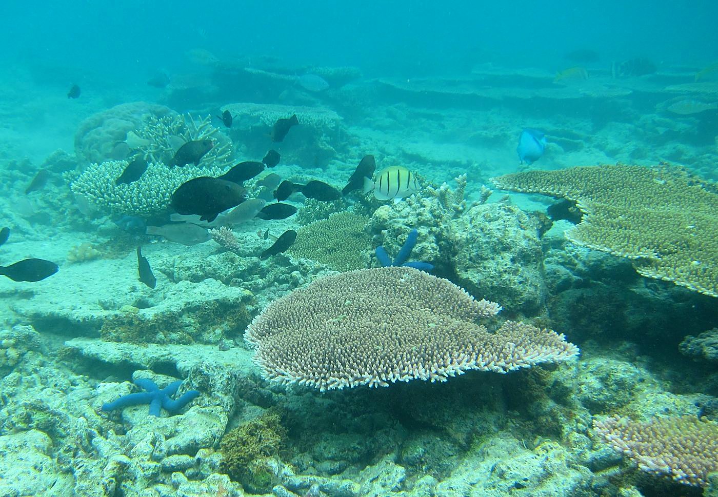 Inside the Barrier Reef 21