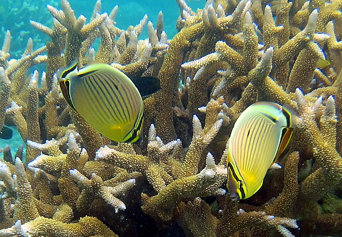 Inside the Barrier Reef 22