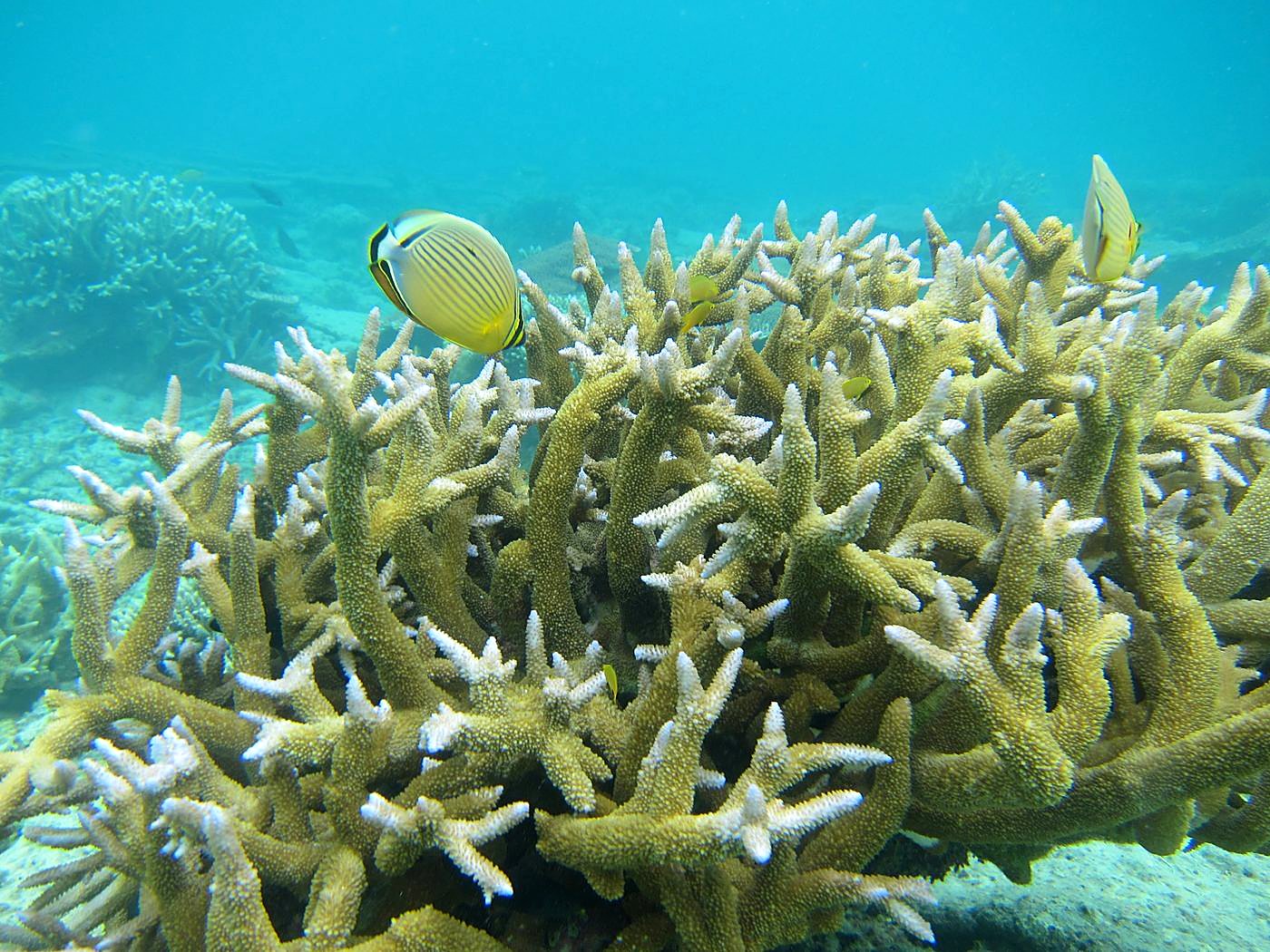 Inside the Barrier Reef 23