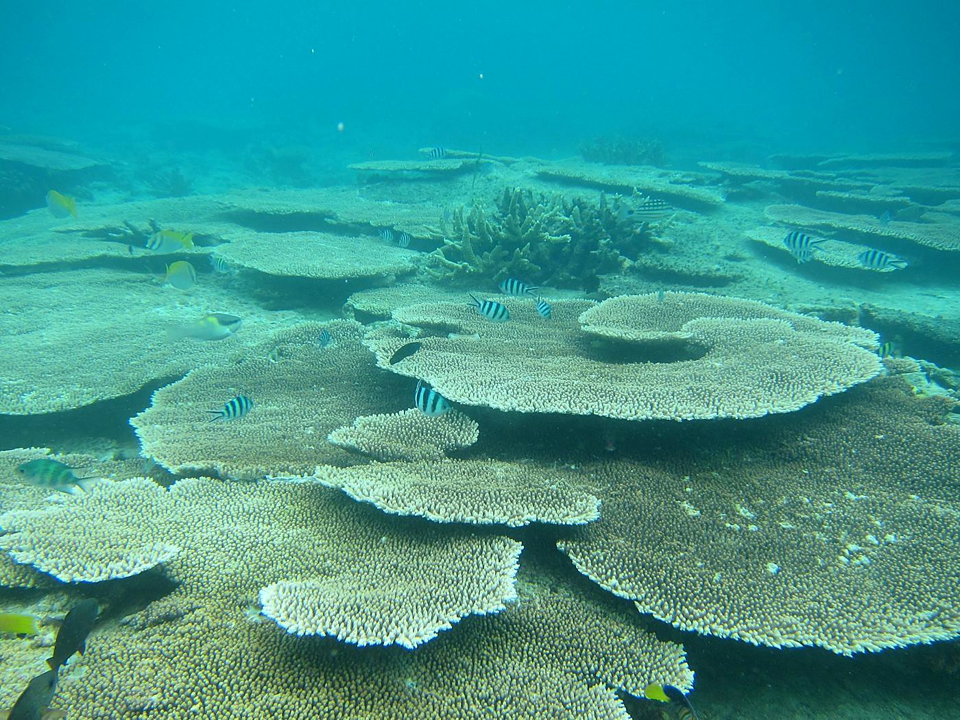 Inside the Barrier Reef 24