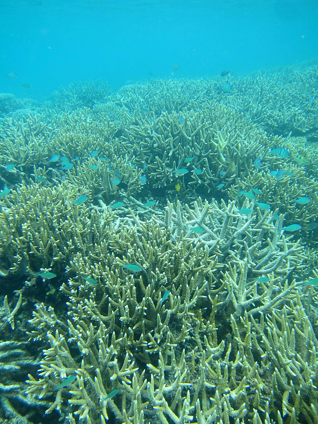 Inside the Barrier Reef 25