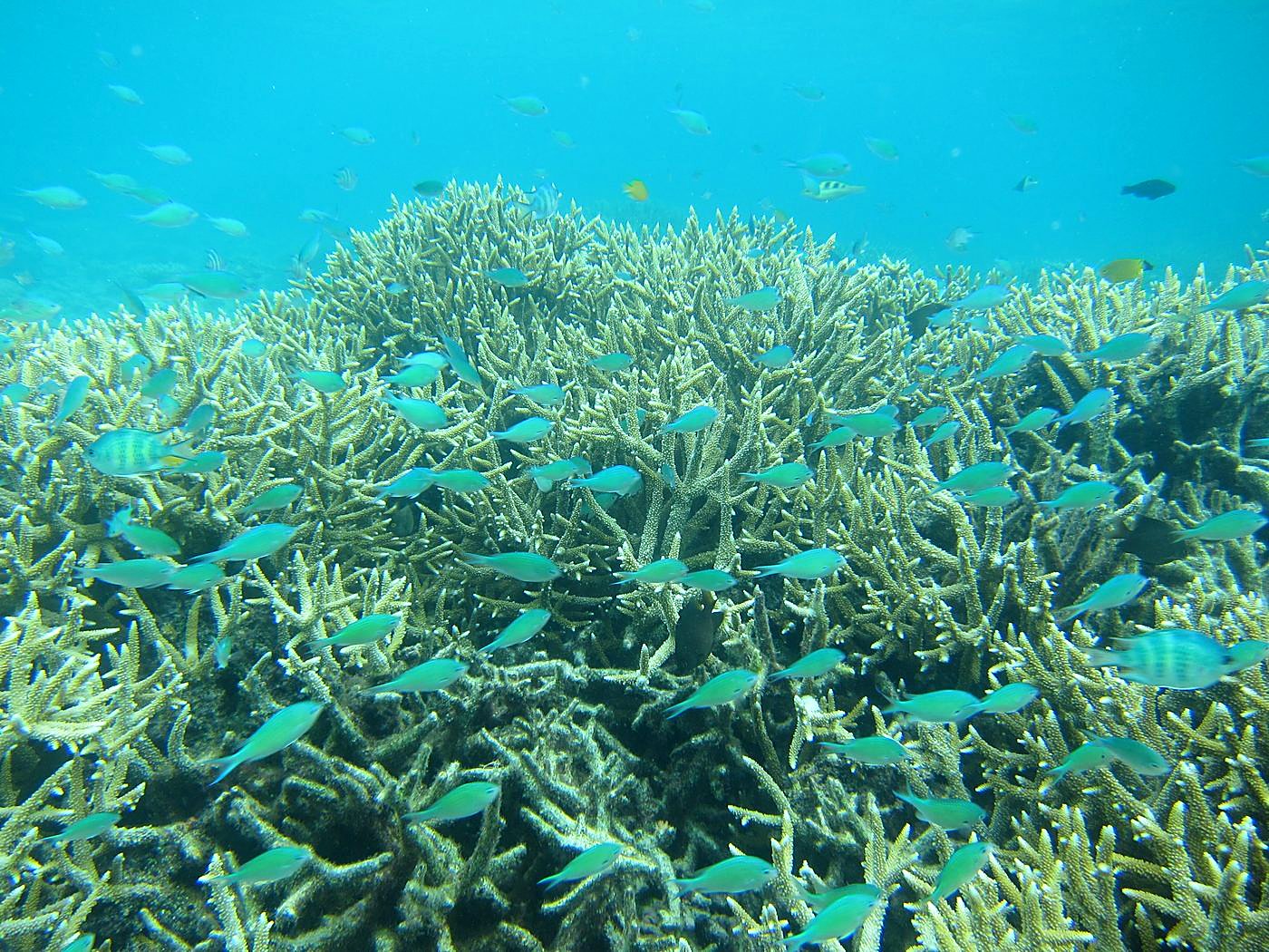 Inside the Barrier Reef 26