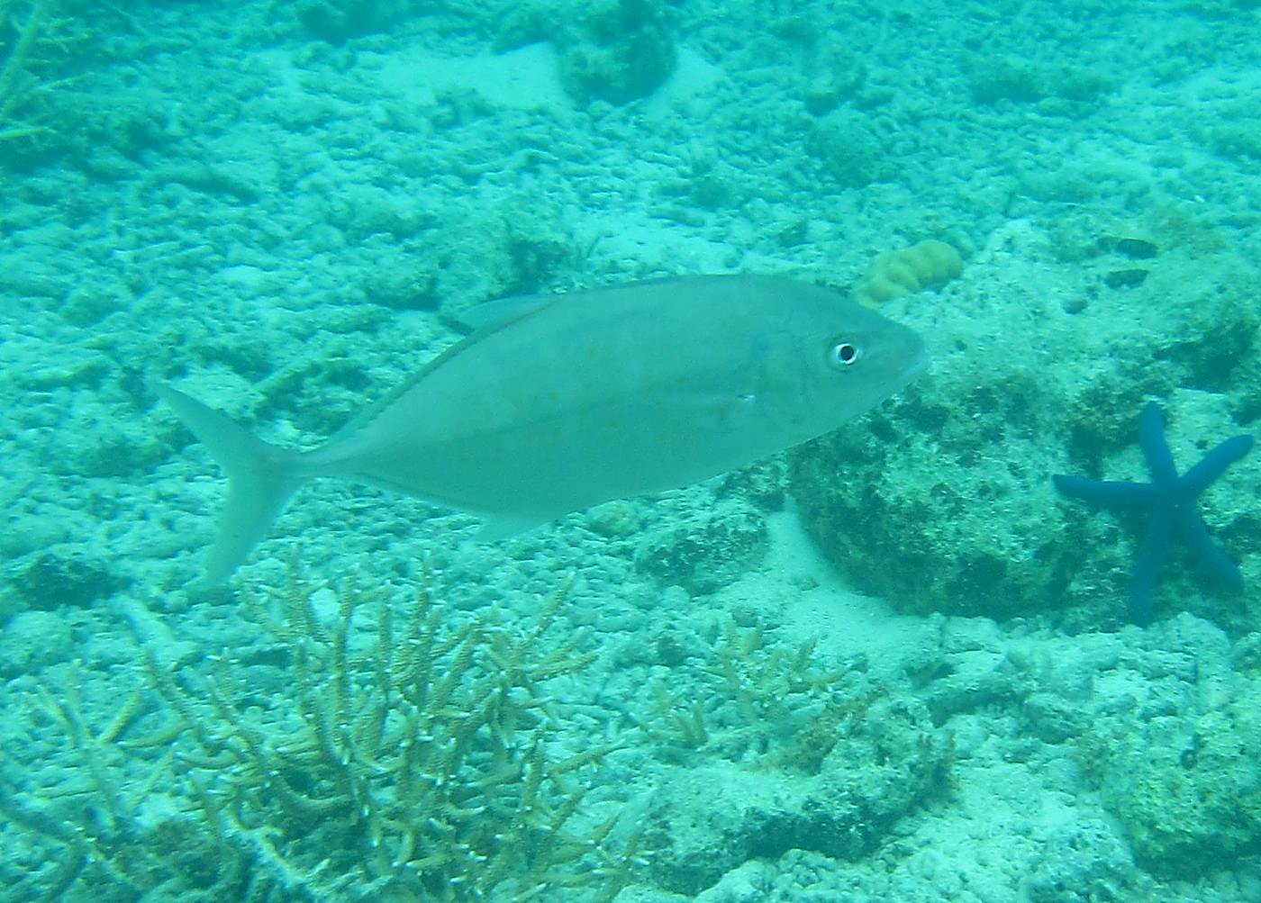 Inside the Barrier Reef 27