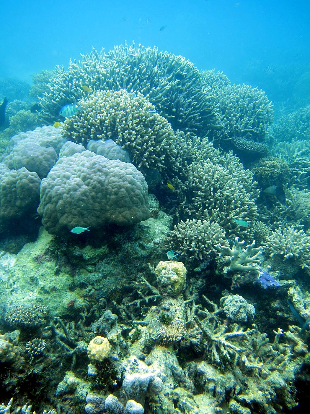 Inside the Barrier Reef 28
