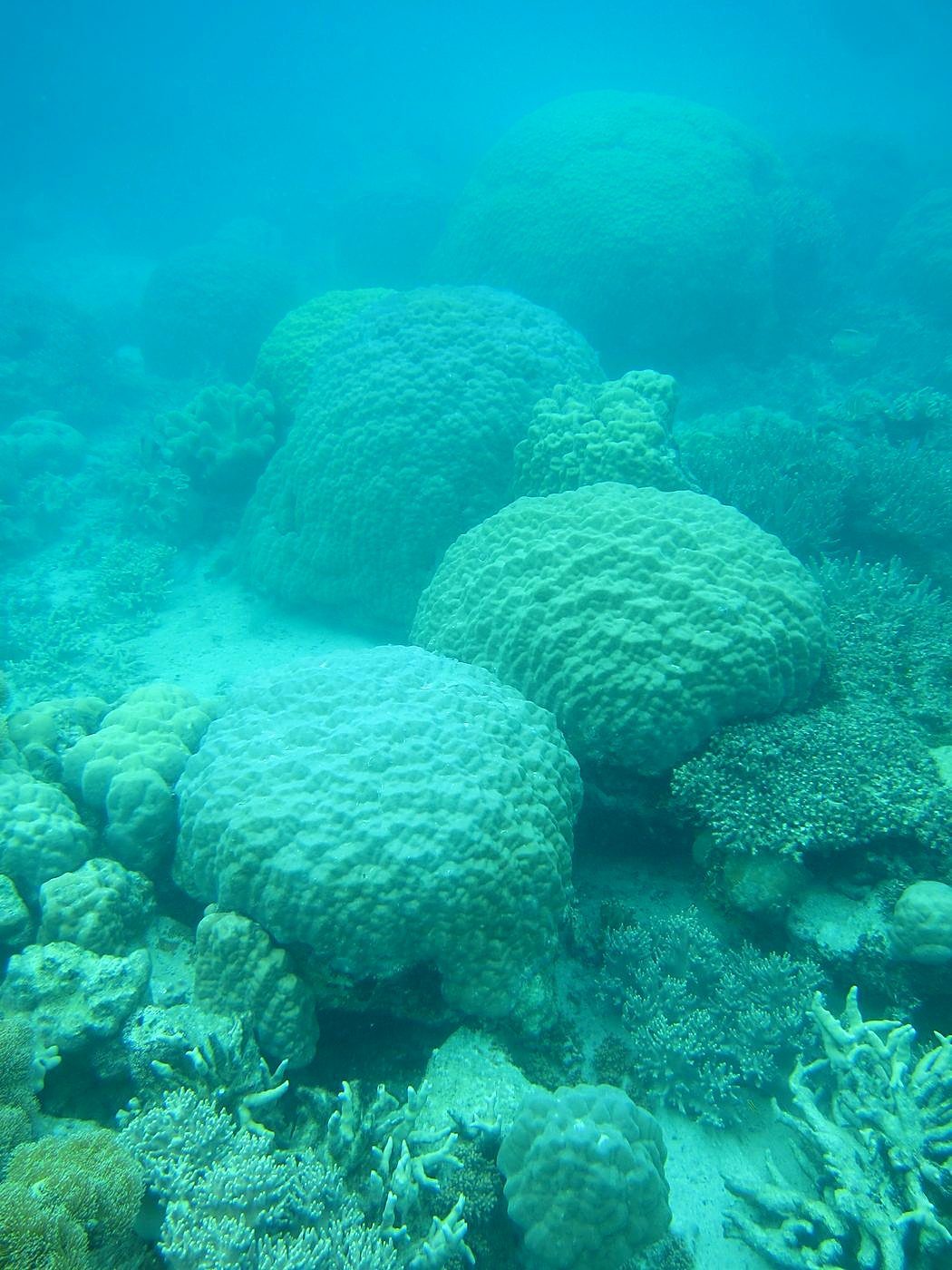 Inside the Barrier Reef 29