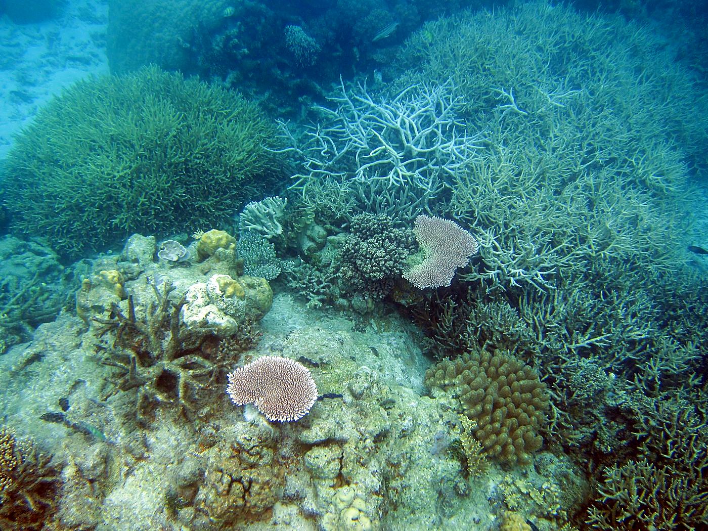 Inside the Barrier Reef 30