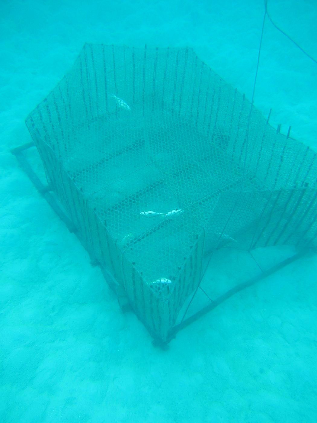 Inside the Barrier Reef 31