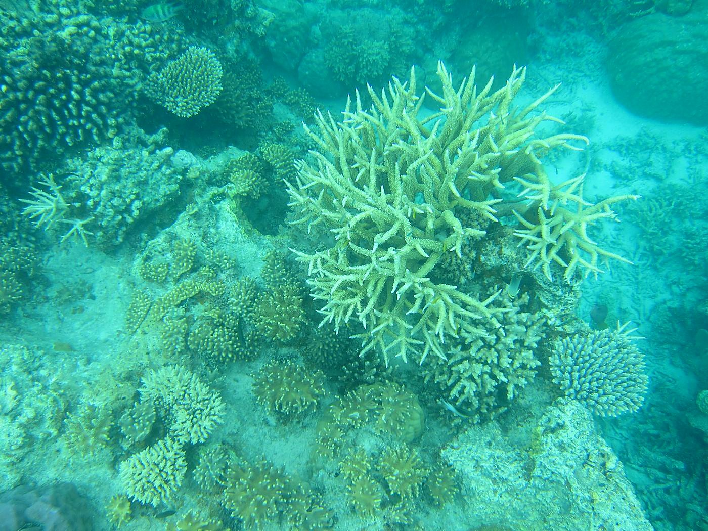 Inside the Barrier Reef 32
