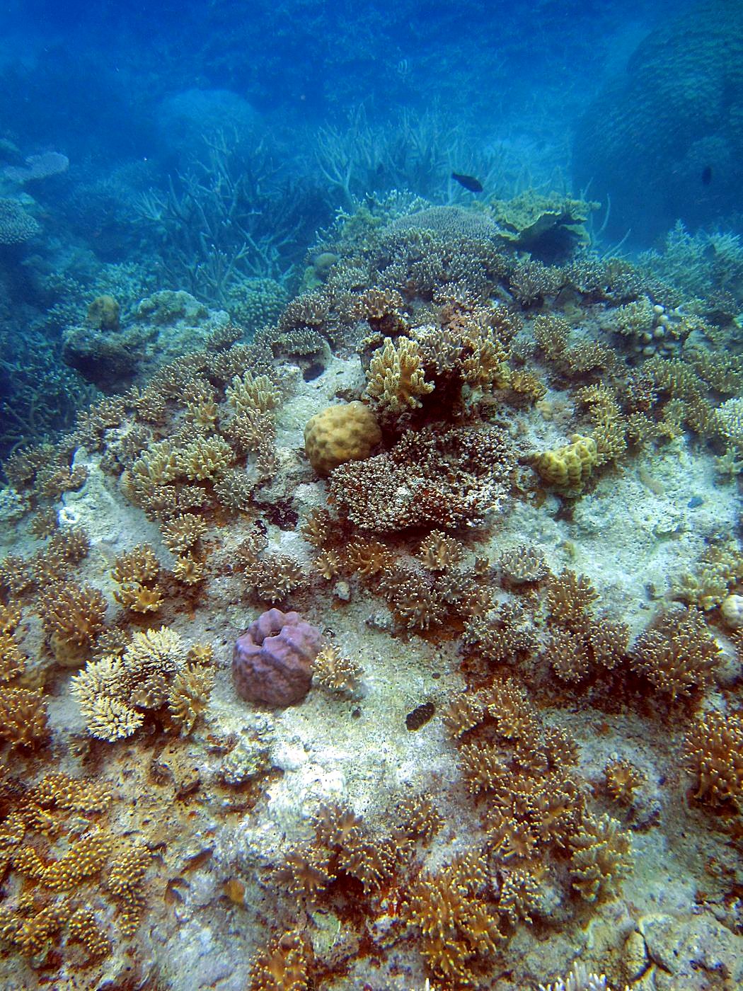 Inside the Barrier Reef 33