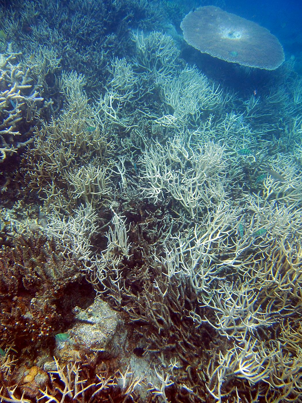 Inside the Barrier Reef 34
