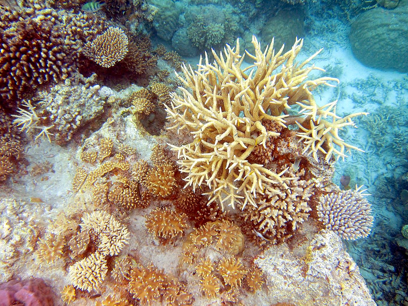 Inside the Barrier Reef 35