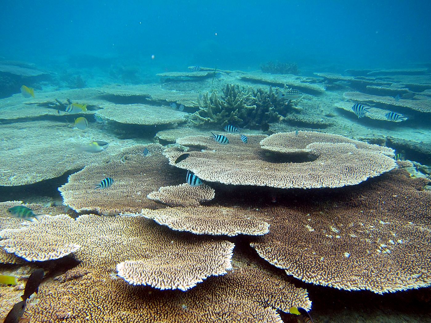 Inside the Barrier Reef 36