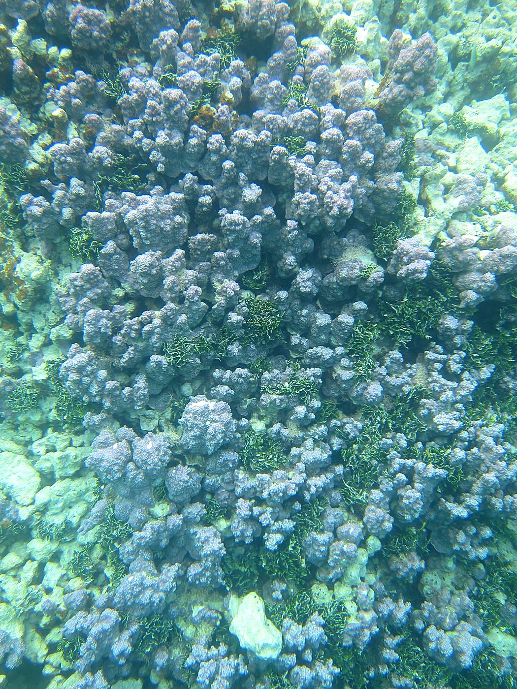 The Inner Lagoon 1