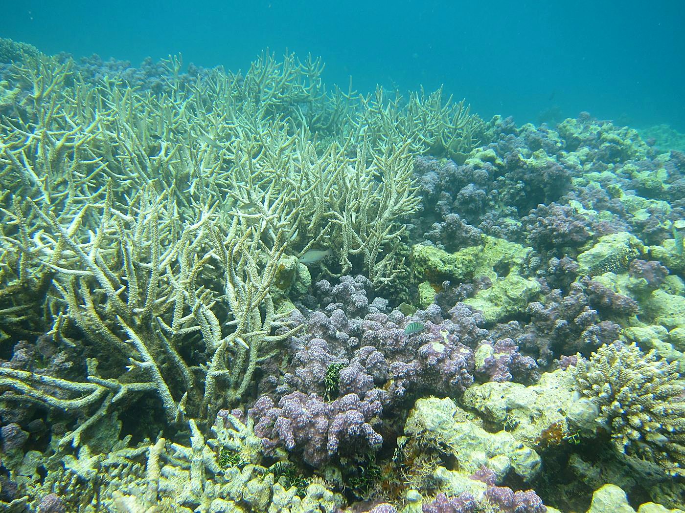 The Inner Lagoon 2