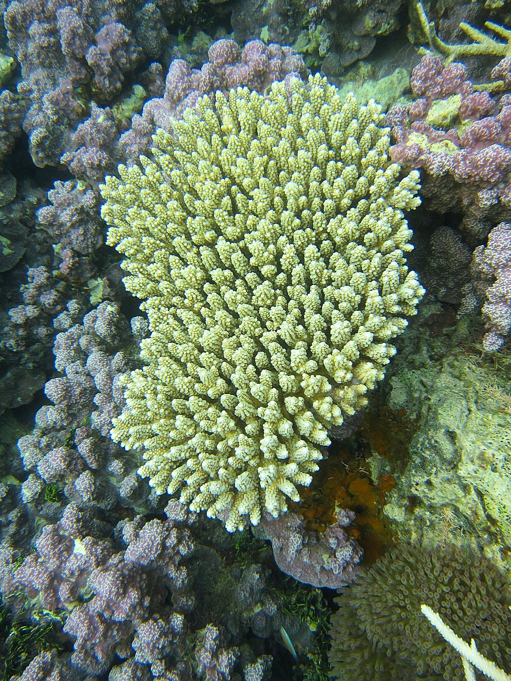 The Inner Lagoon 3
